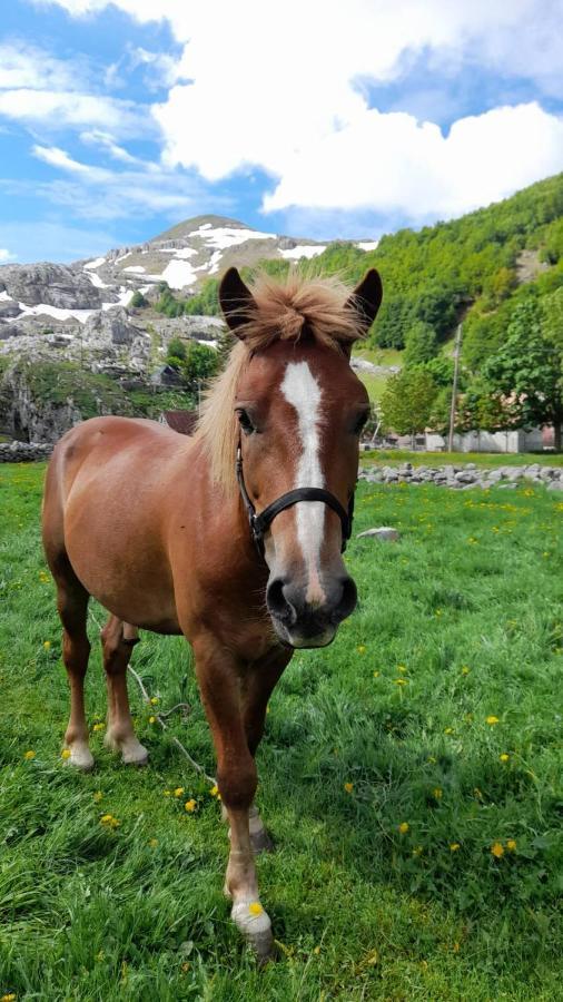 Katun Mokra Accommodation & Horseback Riding ポドゴリツァ エクステリア 写真